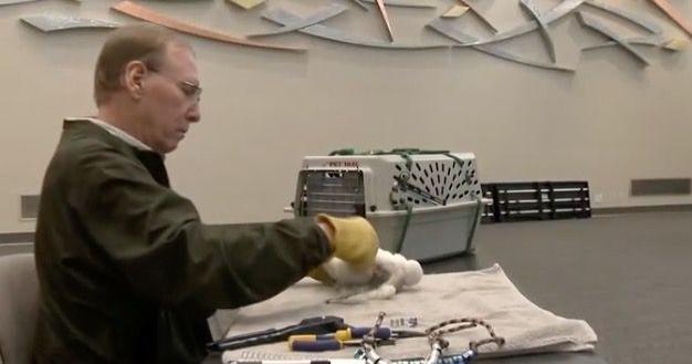 Peregrine falcons thrive in Wisconsin thanks to one man's brilliant idea 40 years ago