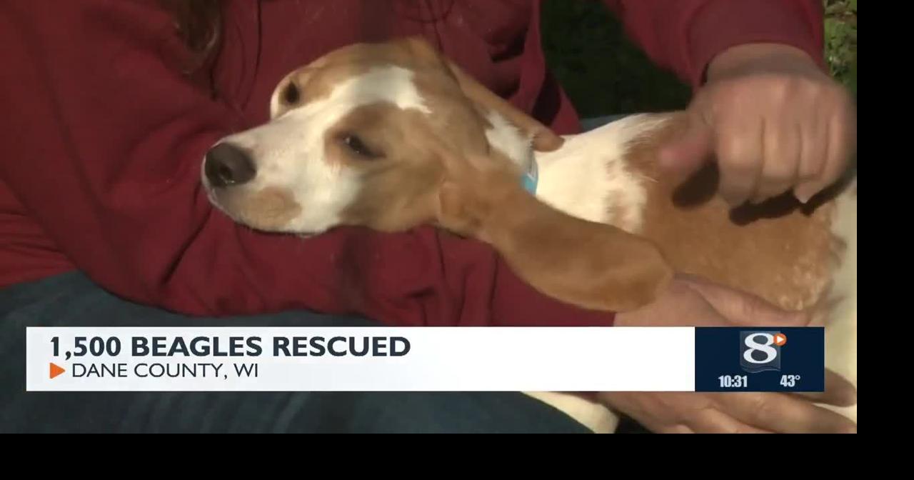 1500 Beagles Rescued | News | news8000.com