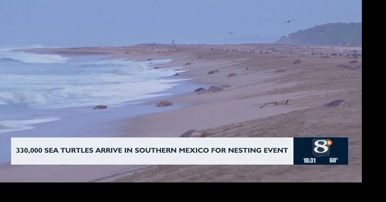 330,000 sea turtles arrive in southern Mexico for nesting event