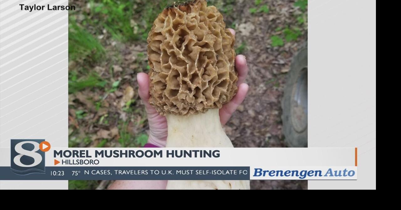 world biggest morel mushroom