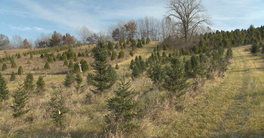 Local Christmas tree farms prepare for opening weekend | News ...