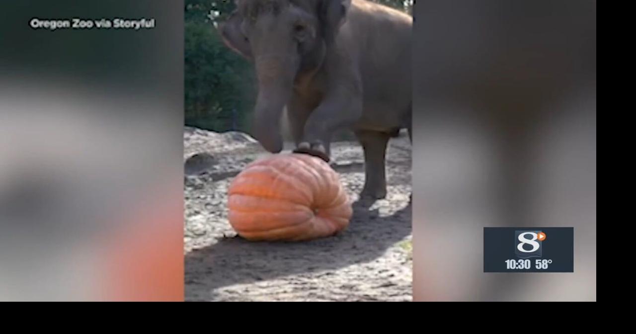 Oregon elephants partake in Squishing of the Squash | News | news8000.com