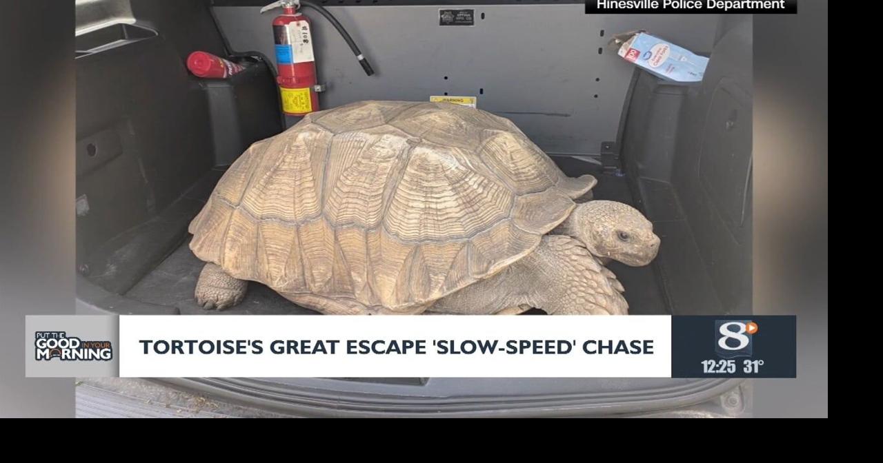 Tortoise’s Great Escape ‘Slow-Speed’ Chase | News | news8000.com