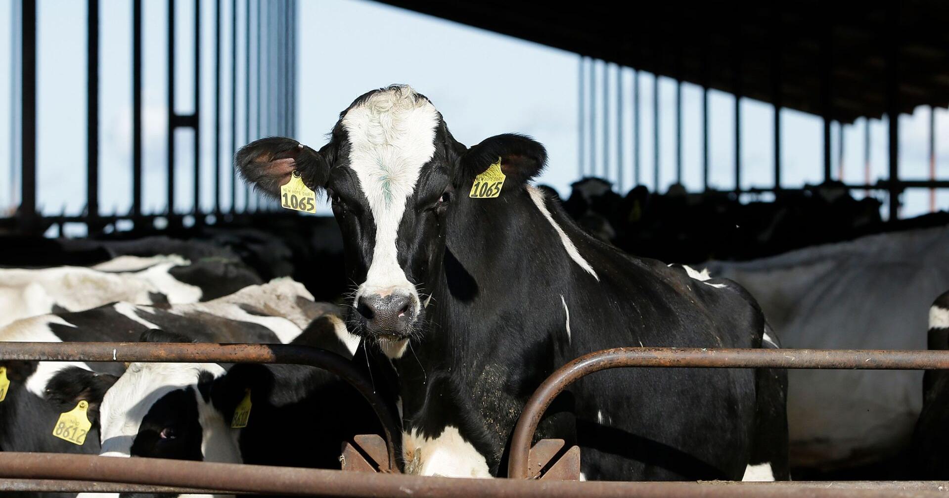 US government will require more testing, tracking of bird flu in dairy cows - Vimarsana News