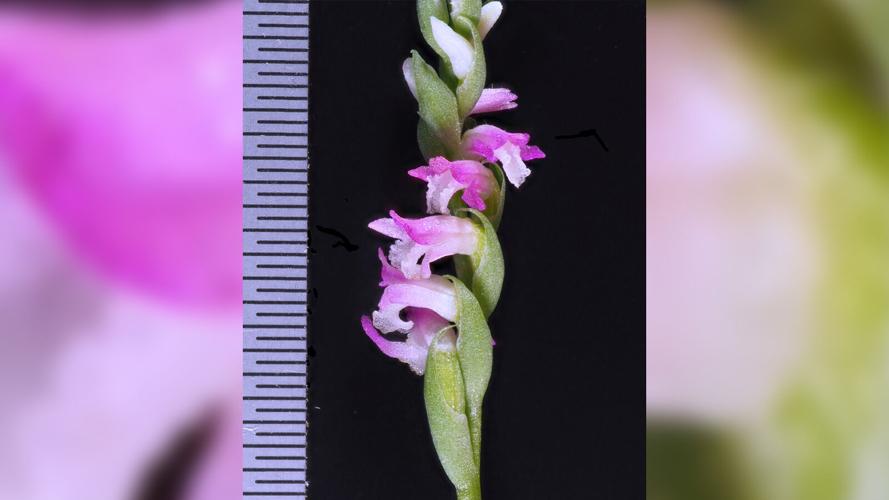 A new species of orchid has been discovered in Japan, and its petals look like they're spun from glass