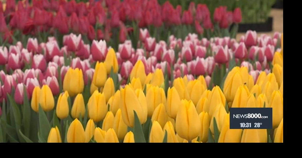 Annual Dutch Sea of Flowers