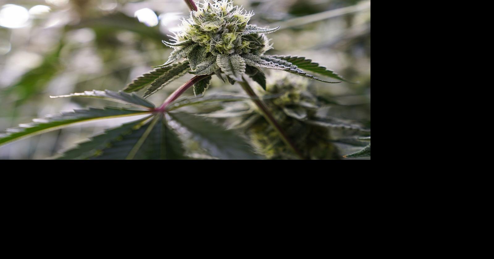 La Crosse County board member proposes $1 fine for minor marijuana possession