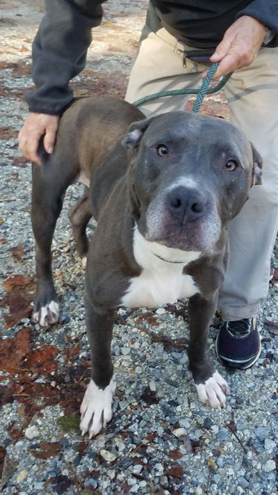 Nelson County dog of the week