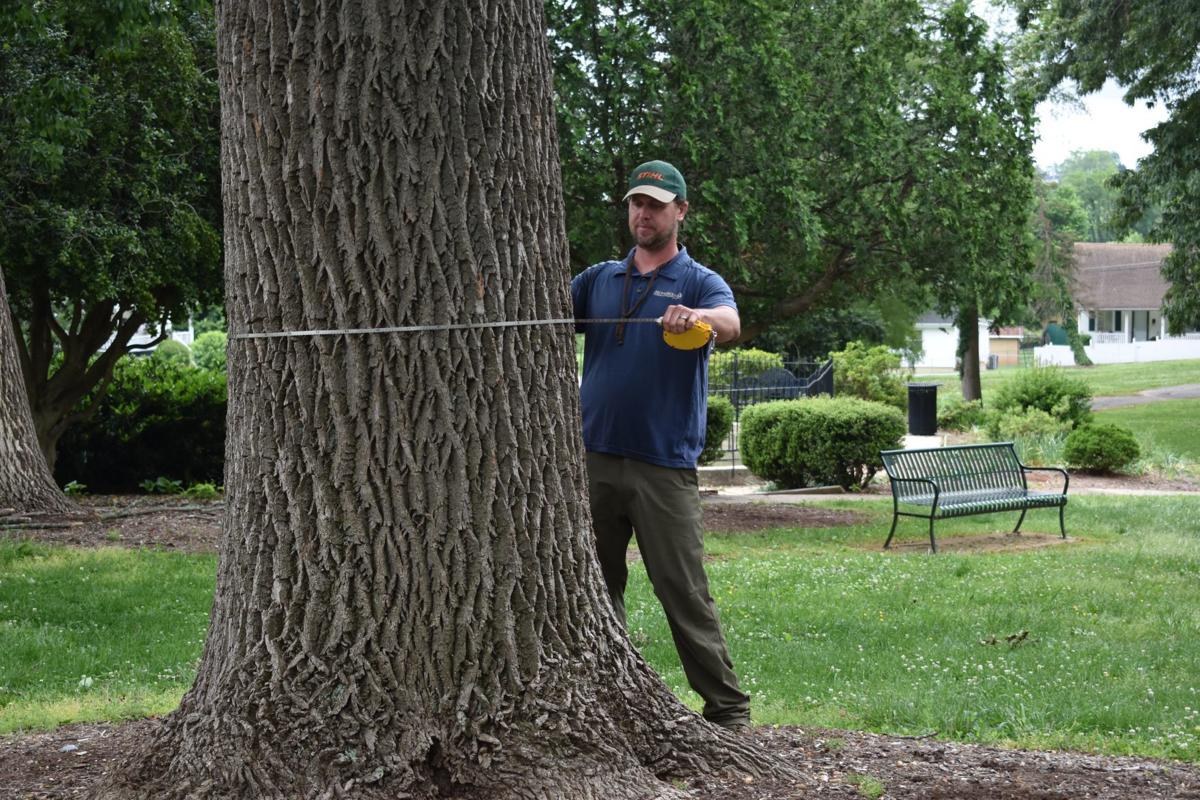 Lynchburg To Protect Historic Ash Trees Local News Newsadvance Com