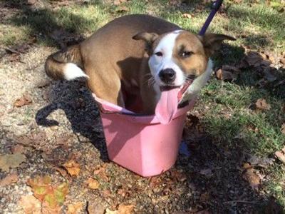 Nelson County dog of the week