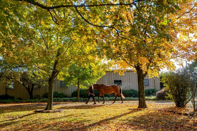 Sweet Briar horses 03