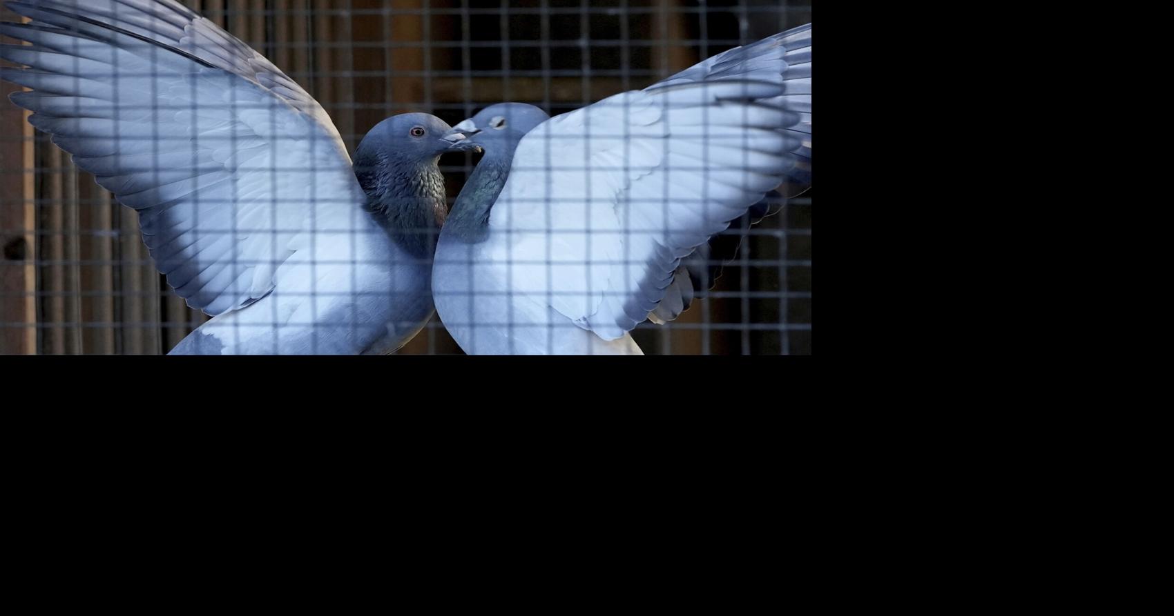 Belgium’s pastoral pastime of pigeon racing faces high anxiety over crime wave