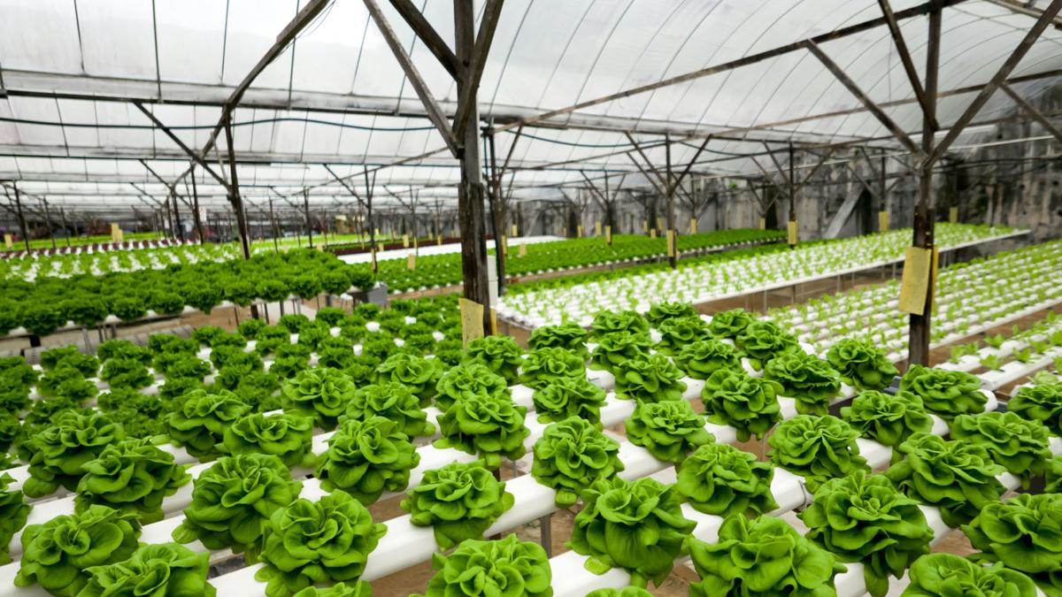 Food production in hydroponic plant, lettuce
