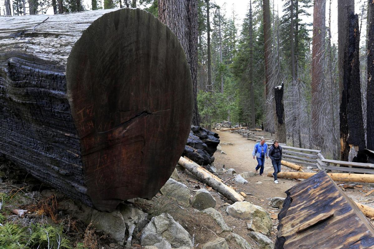 Visitors to the Mariposa Grove walk on trails among the giant trees in California's Yosemite National Park on January 22, 2015.