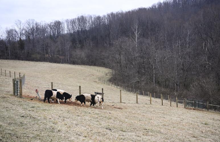 belties 3