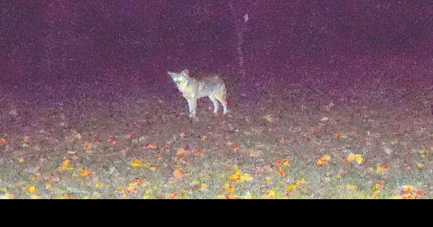 Coyotes  Surprise, AZ - Official Website