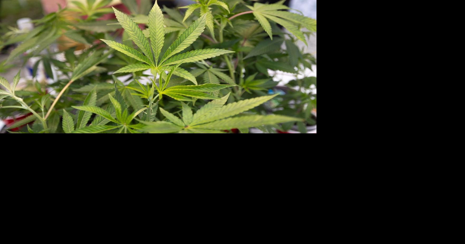Amherst County working on zoning regs for recreational cannabis