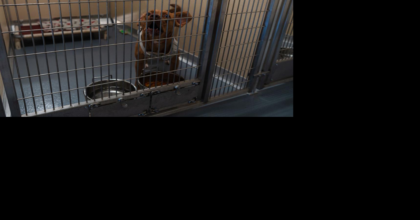 Adoption fees waived at Bedford animal shelter through '26