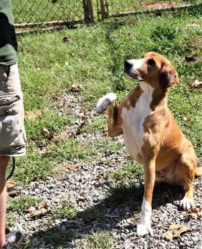 Nelson County Dog of the Week