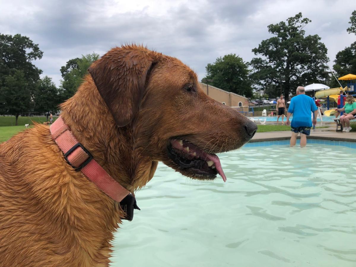 LNA 08192018 Paws in the Pool 08