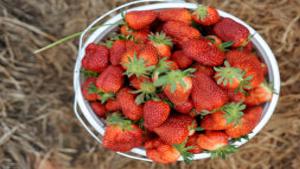 Strawberries Where To Pick Your Own In Central Virginia