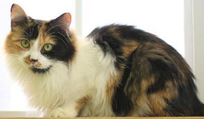 Nelson County cat of the week