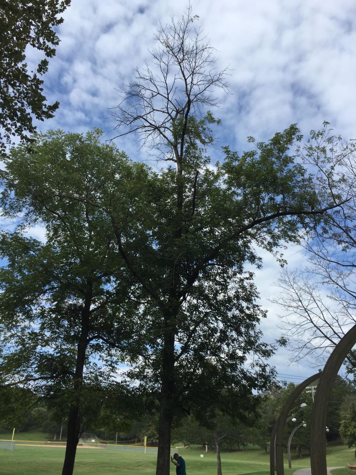 For Love of Nature Lynchburg’s ash trees are dying Lifestyle