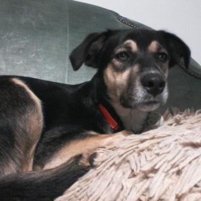 Nelson County Dog of the Week: Sophie