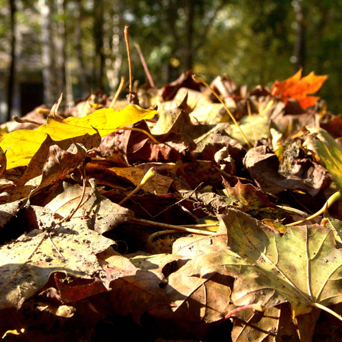City’s Leaf Collection Begins November 2
