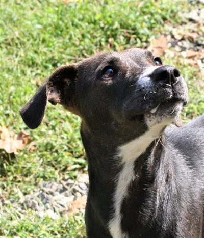 Dog of the week