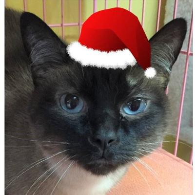 Nelson County Cat of the Week