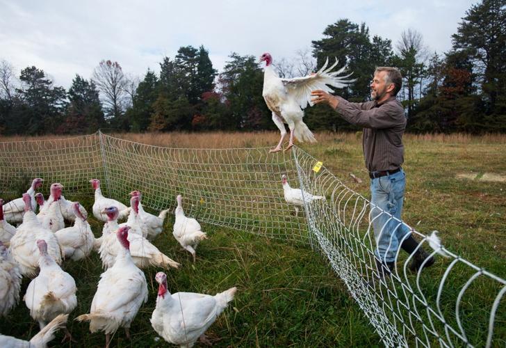 Let's talk turkey: Area farms meet need for locally raised birds