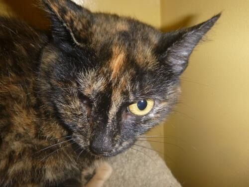 Cat, Ann Bonnie