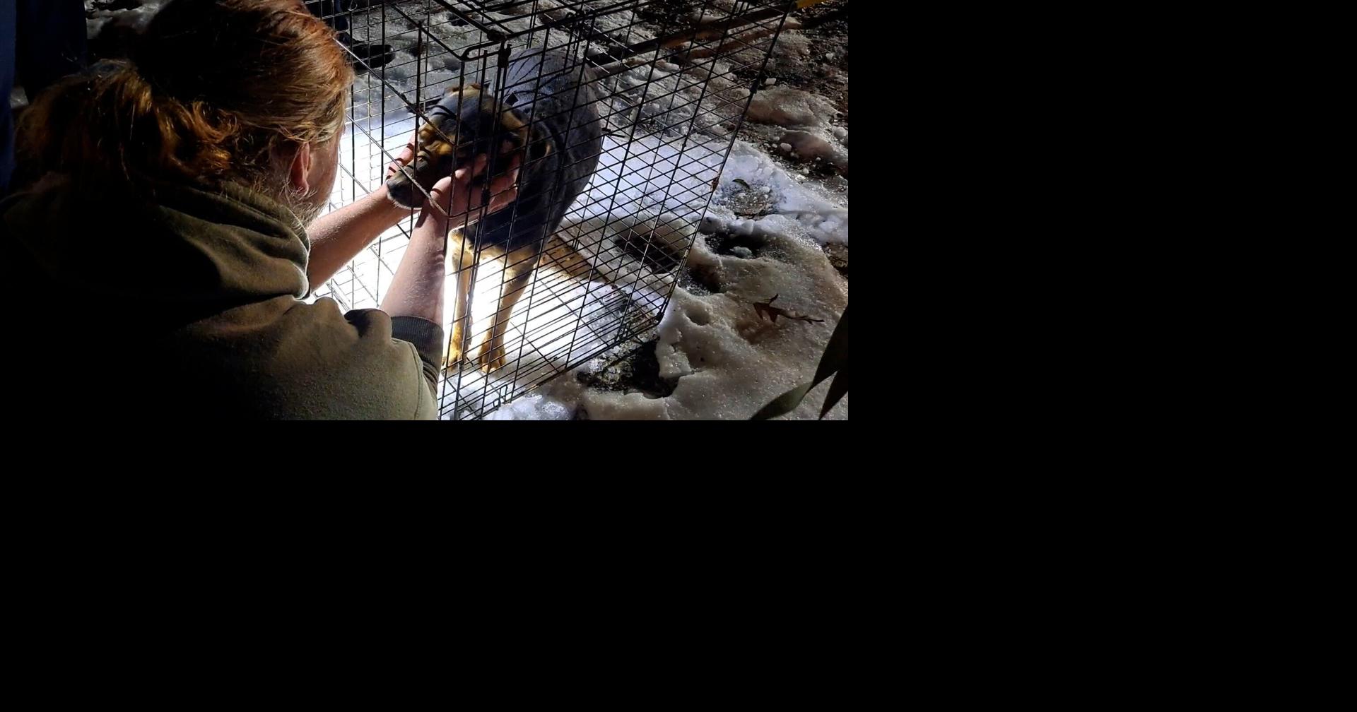 Local pup rescued after falling into well