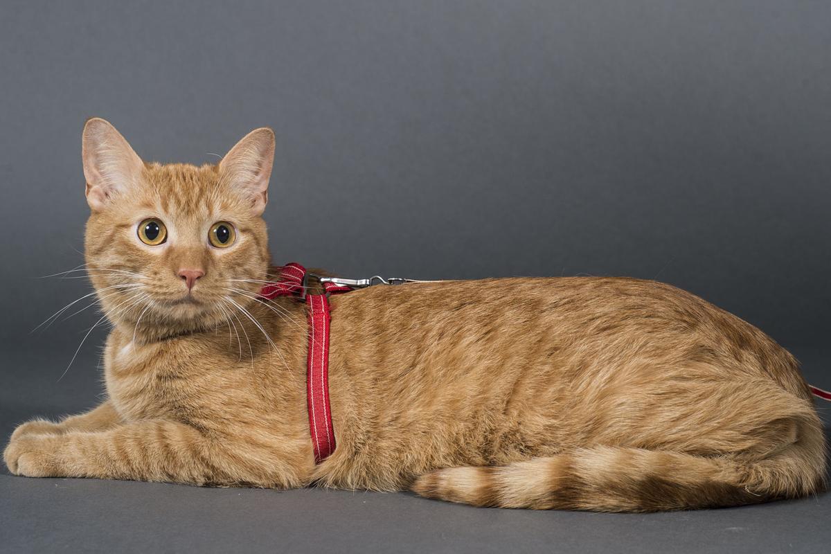 LNA 06212016 Pet of the Week 01