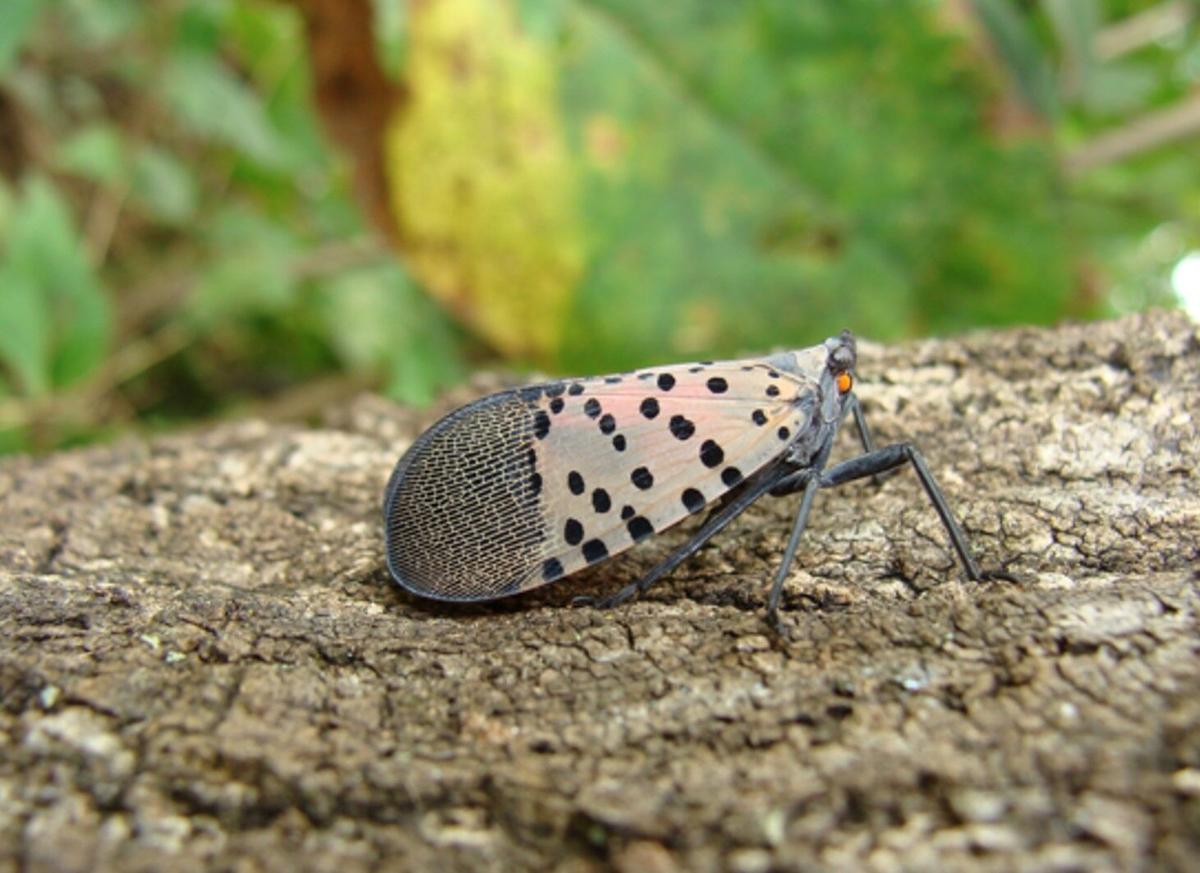 Spotted lanternfly