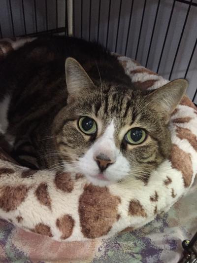 Nelson County Cat of the Week