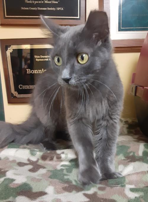 Cat of the week: Finn Ryder