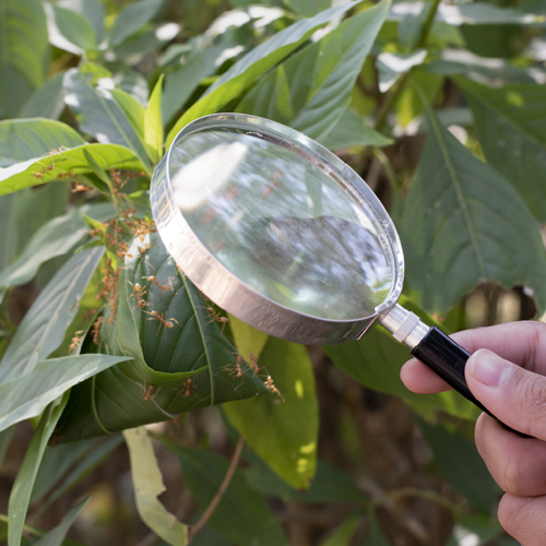 Join the BioBlitz Event to Identify Native Plants and Animals
