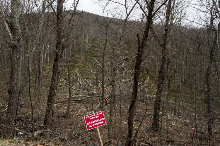LNA 03072018 ACP Cutting Trees 08.JPG