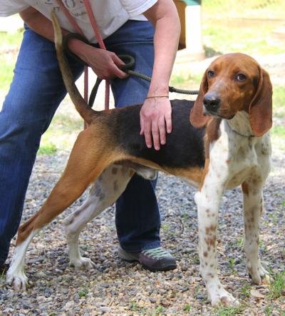 Dog of the Week