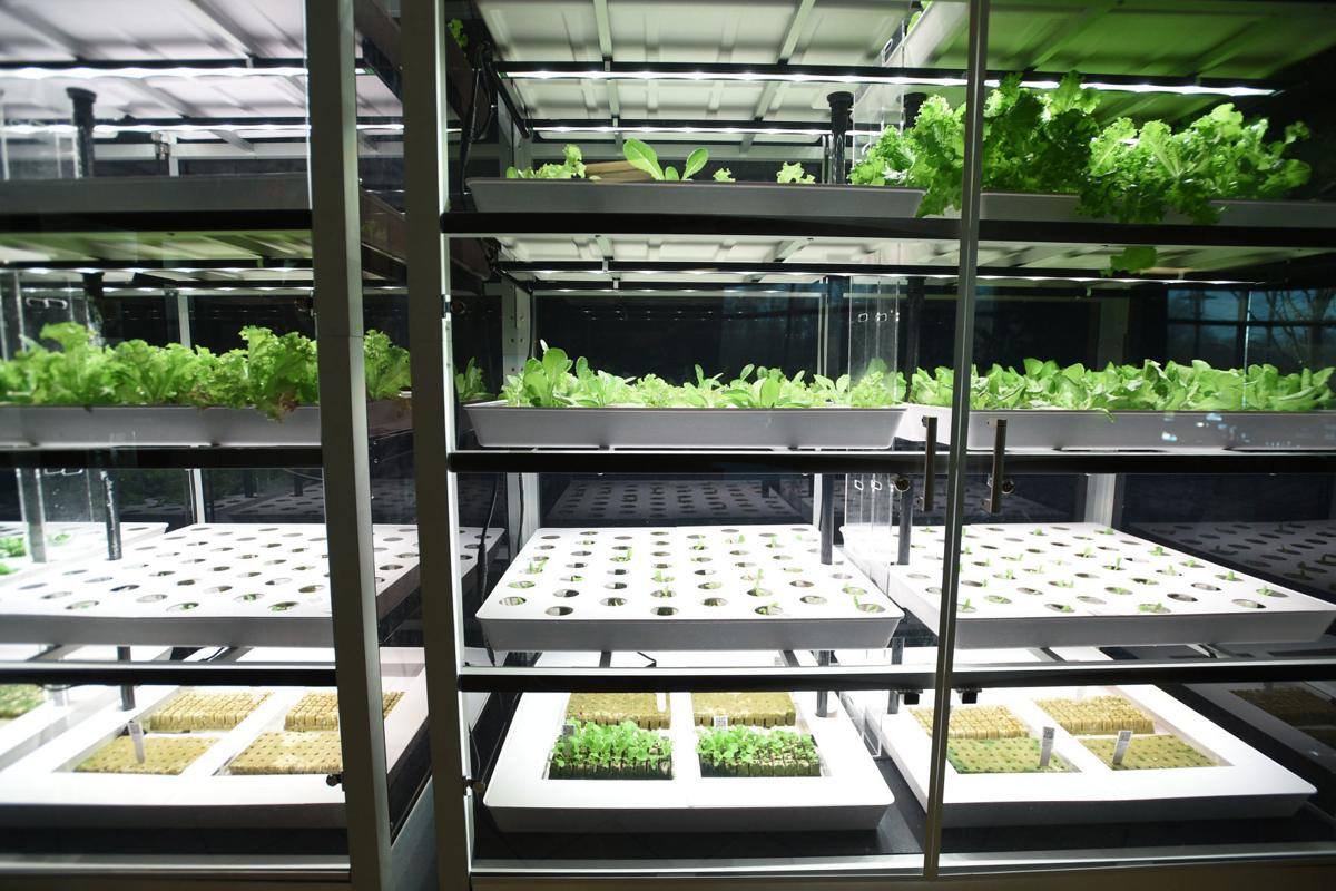 Micro Farms At Lynchburg General Producing Lettuce And