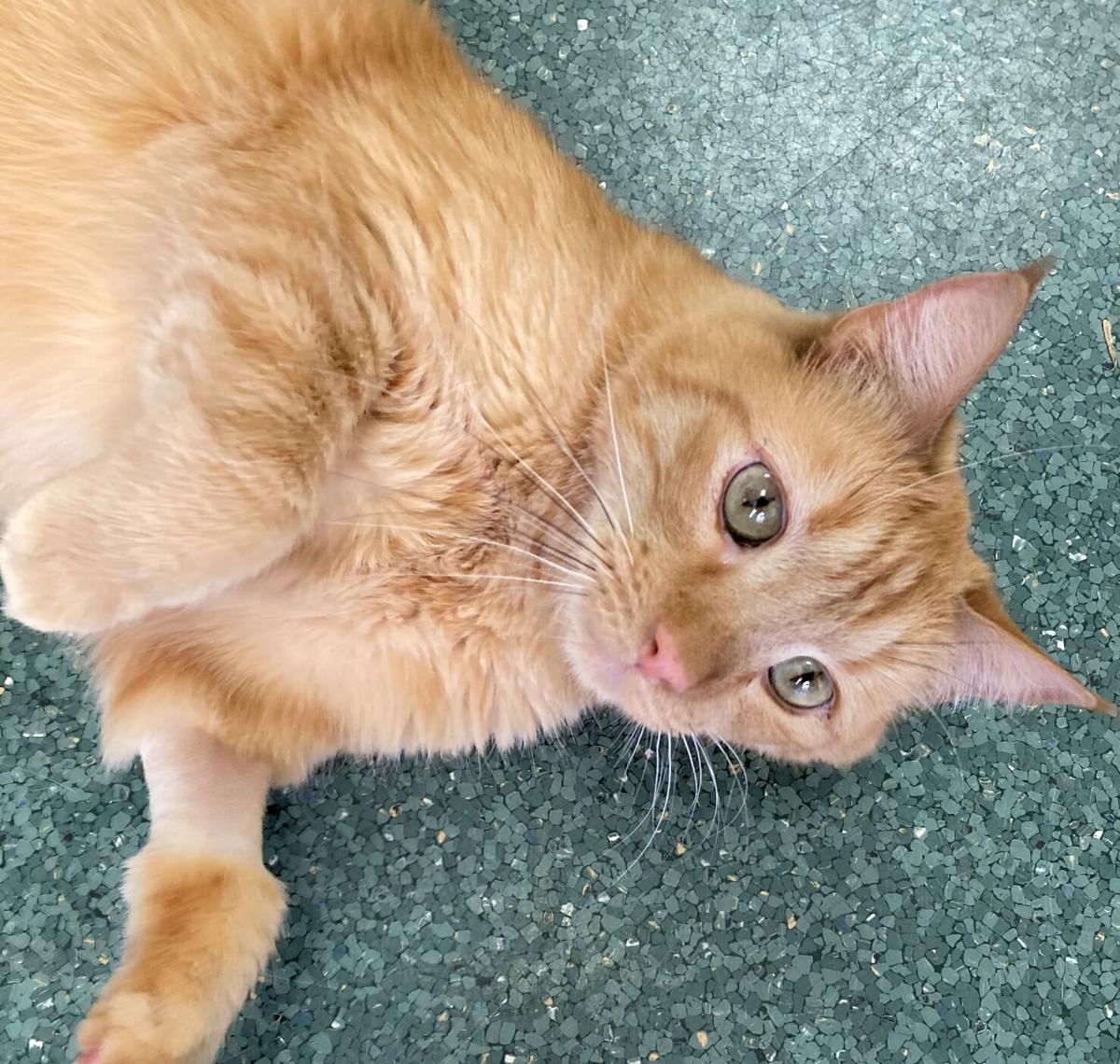 George, cat of the week