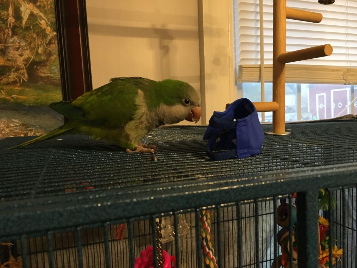 Simon Column Trying Out Bird Diapers On A Feathered Friend From The Archives Newsadvance Com