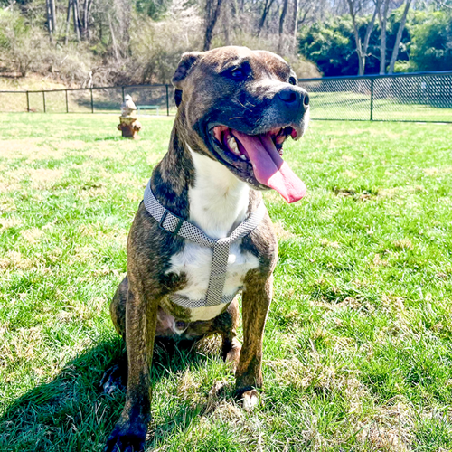 New Dog Park Opens at Blackwater Creek Park