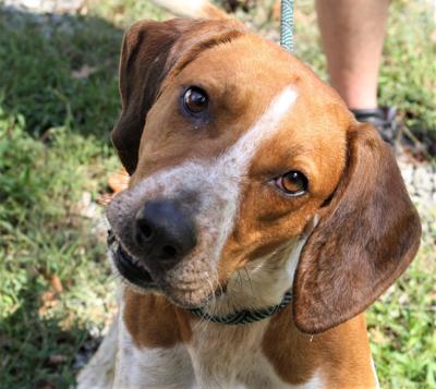 Nelson County Dog of the Week