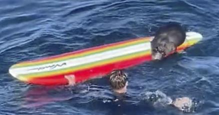 Catch her if you can Surfboardswiping otter on the lam as her fan club grows Catch her if you can Surfboardswiping otter on the lam as her fan club grows