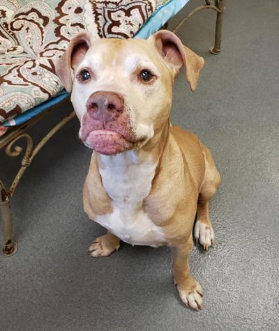 Pet of the Week: Montana