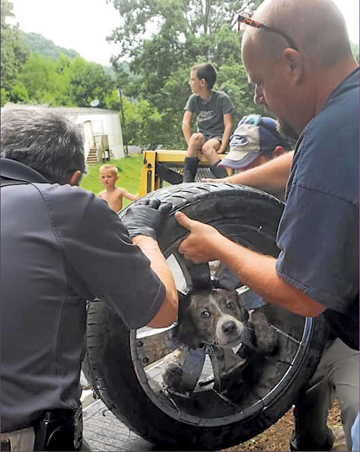 First Responders In Southwest Va Rescue Dog With Head Stuck In Wheel State And Regional News Newsadvance Com