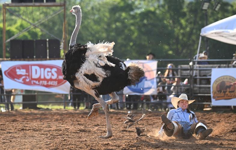 OSTRICH RACING.     5.JPG